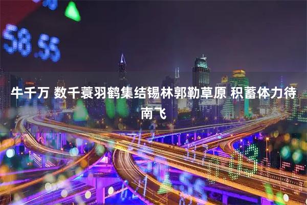 牛千万 数千蓑羽鹤集结锡林郭勒草原 积蓄体力待南飞